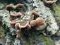 Szalagos fülgomba (Auricularia mesenterica), Szalajka-völgy